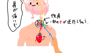 鍼灸と内臓疾患の関連痛